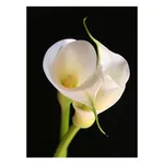 Funeral card